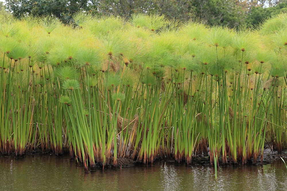 Egyptian papyrus plant