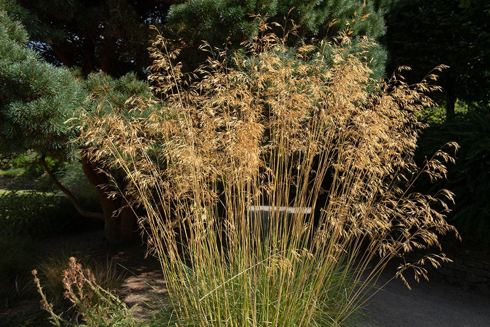 Golden Oats plant