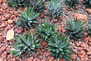7 Types of Haworthia Succulents (with Pictures)Popular PostsRelated posts