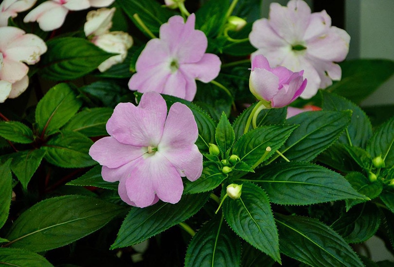 impatiens