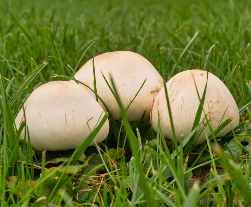 meadow mushroom