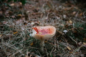 What Is Mushroom Compost? What You Need To KnowPopular PostsRelated posts