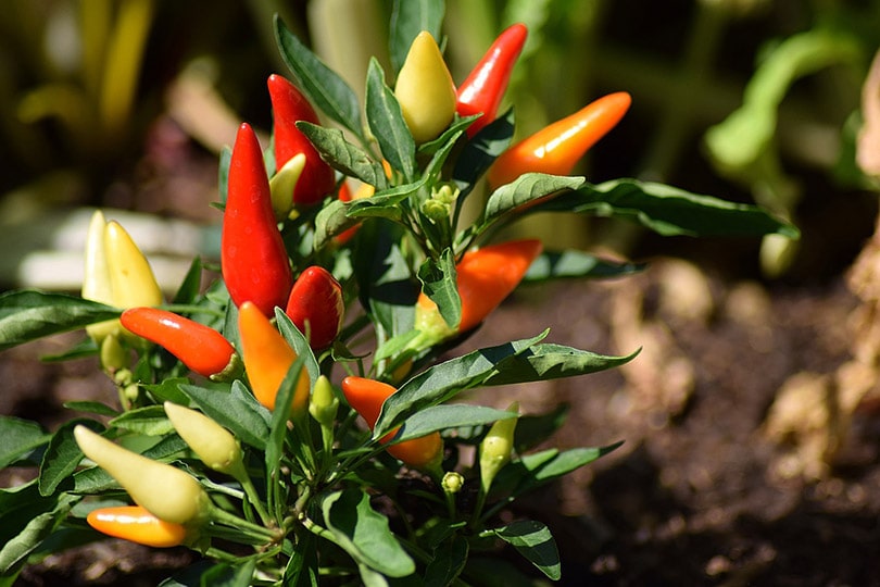 pepper plant