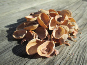 Can You Compost Pistachio Shells? What You Need To Know!Popular PostsRelated posts