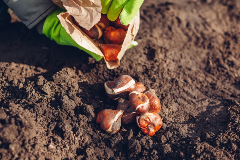 tulip bulb