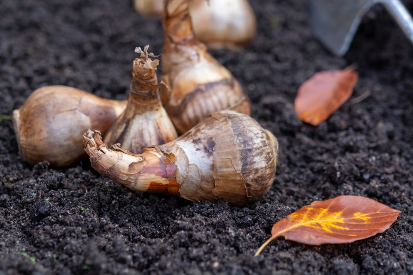 tulip bulbs