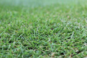 9 Varieties of Zoysia Grass (With Pictures)Popular PostsRelated posts