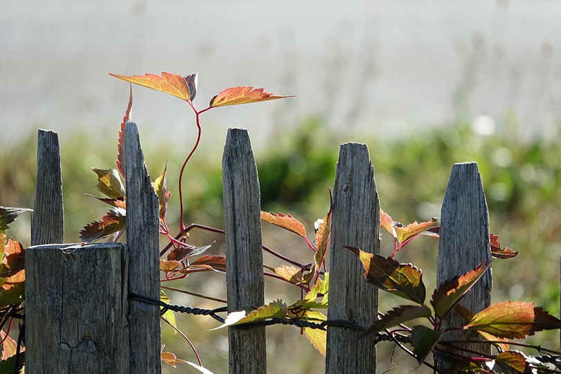 How to Lay Out Fence Posts — 9 Tips and Tricks Grea Vision