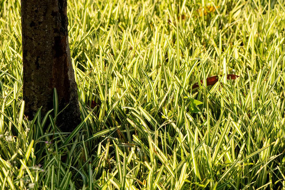 St. Augustine's grass
