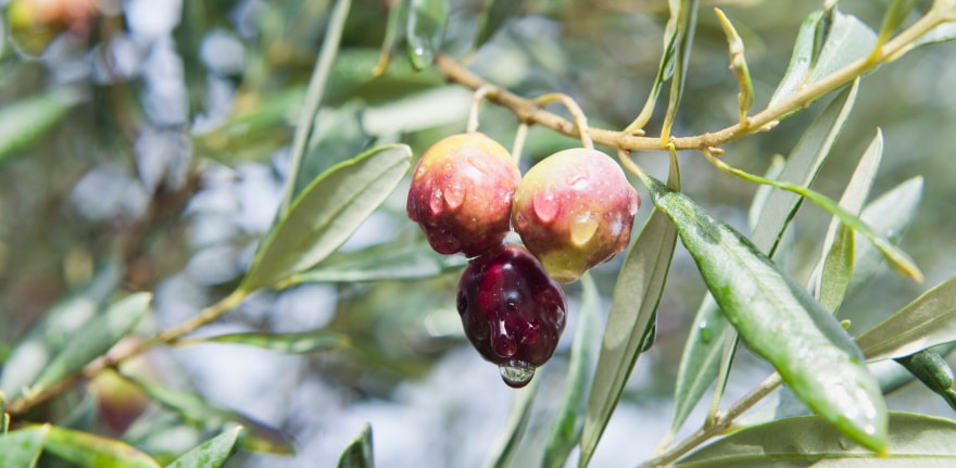 amfissa olive tree