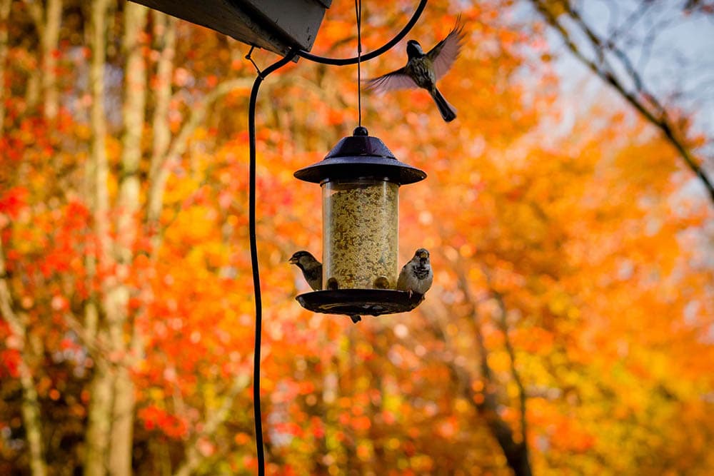 birds surrounding the bird feeder