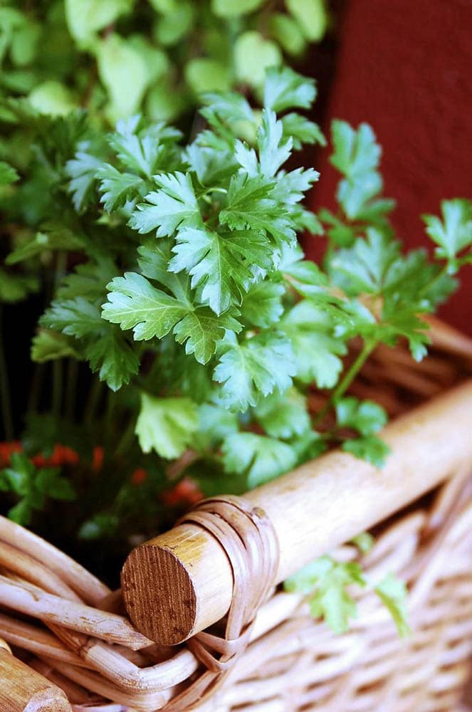 parsley plant in a basket