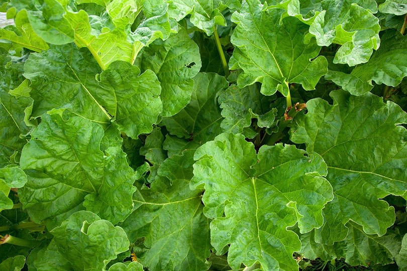 rhubarb leaves