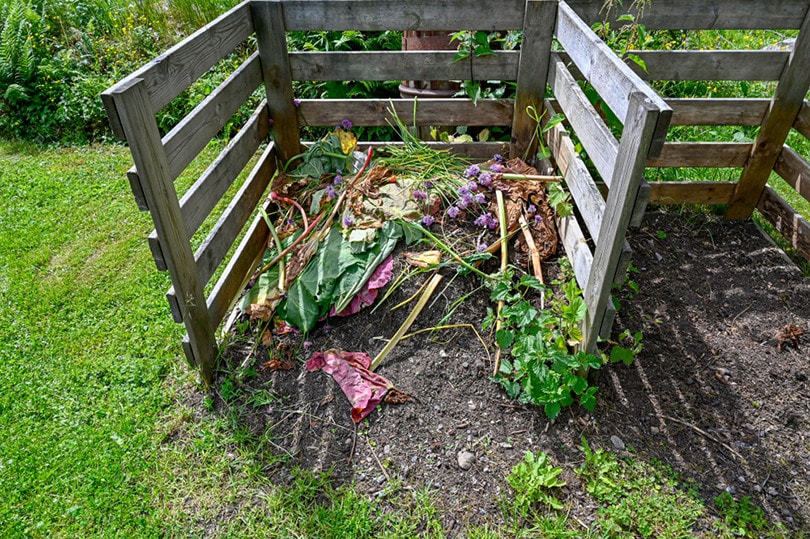 Can You Compost Rhubarb Leaves? What You Need To Know! Grea Vision
