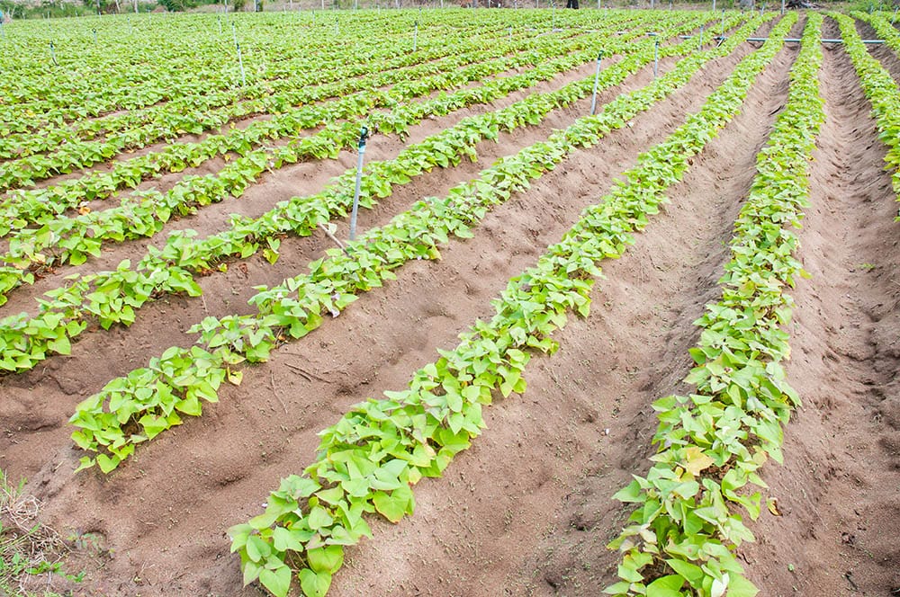 sweet potato mounds