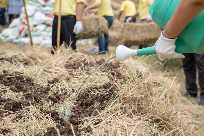 watering compost
