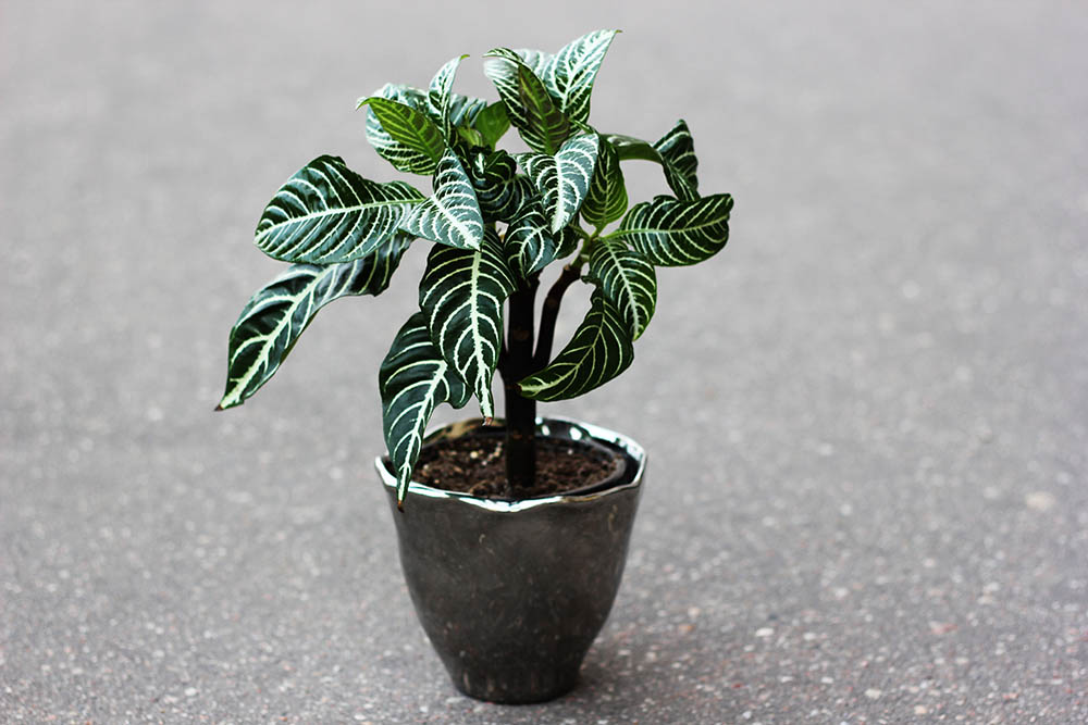 zebra plant in a pot