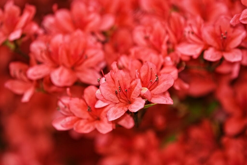 Azaleas