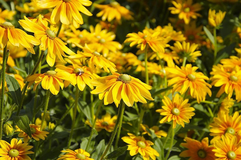 Black-Eyed Susans
