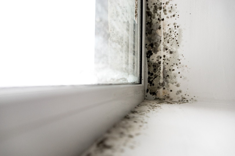 Black Mold in WIndow