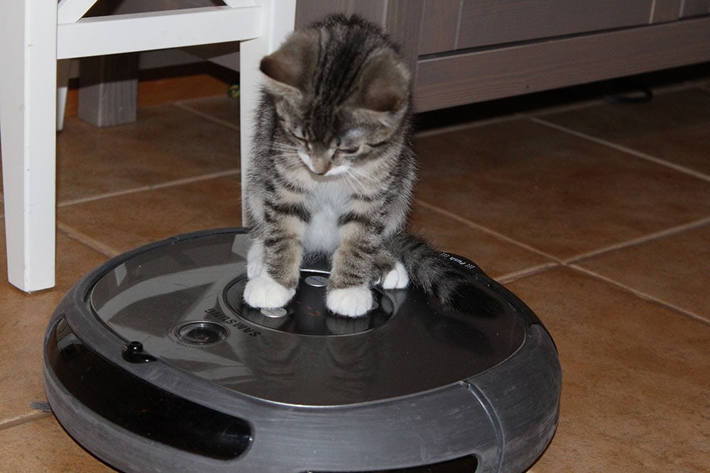 Kitten on a robot vacuum cleaner
