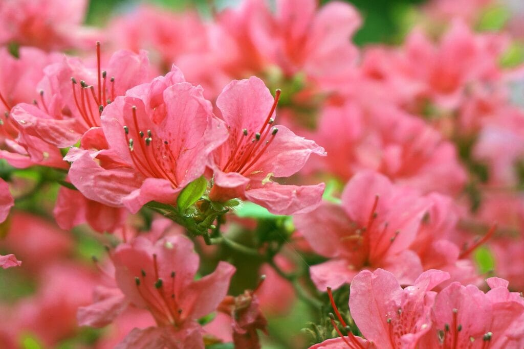 Azaleas