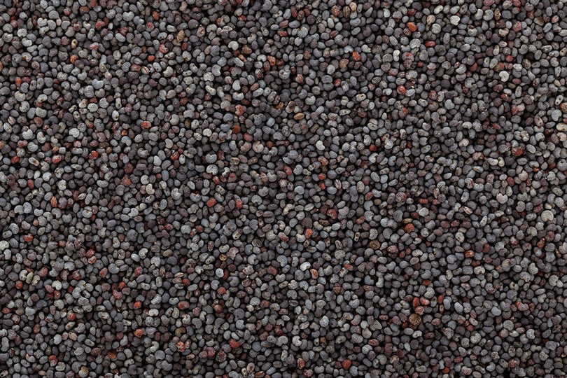 Poppy Seed