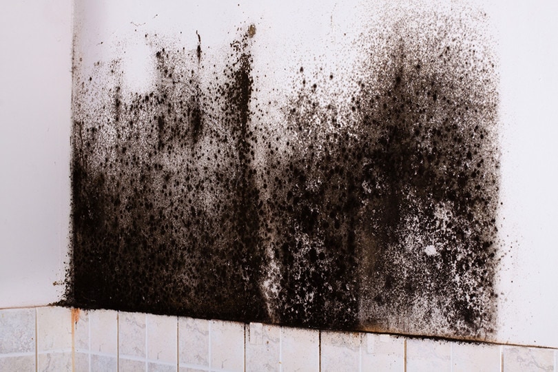 Shower Black Mold