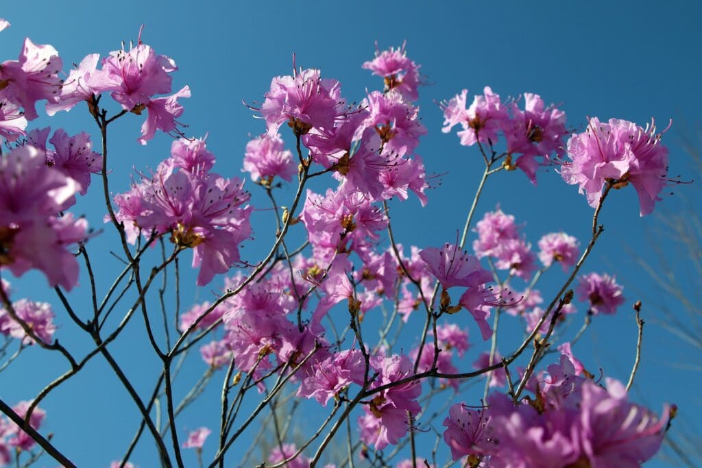 Azaleas