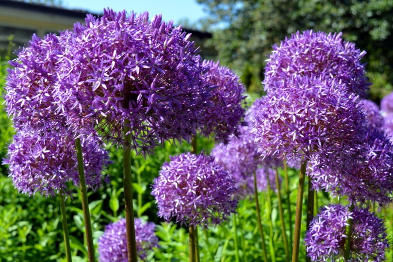 allium flower