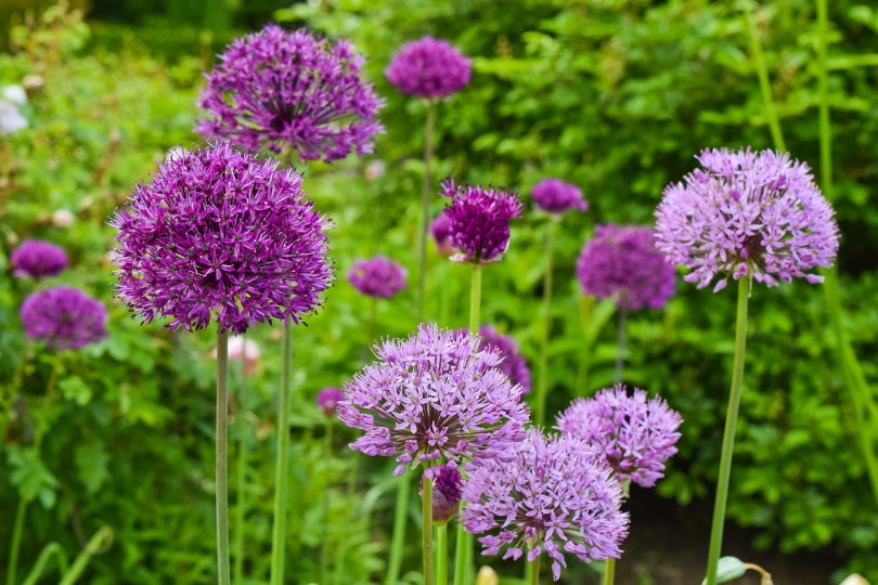 allium flowers