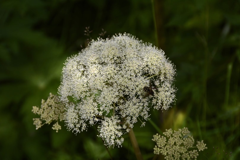 angelica flower