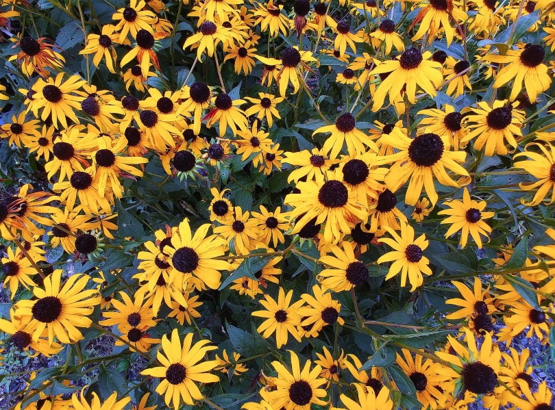 black eyed susan flower