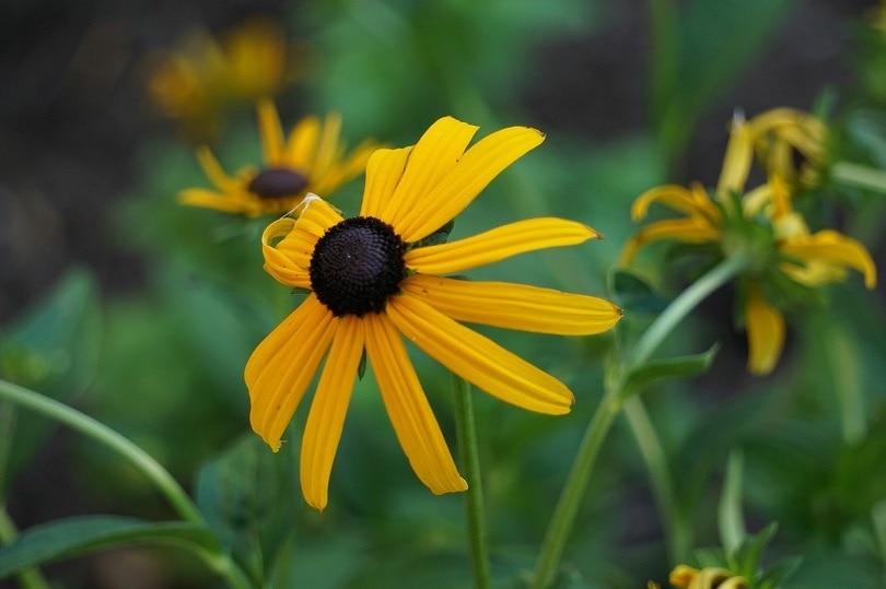 How and When to Plant BlackEyed Susans What You Need To Know! Grea