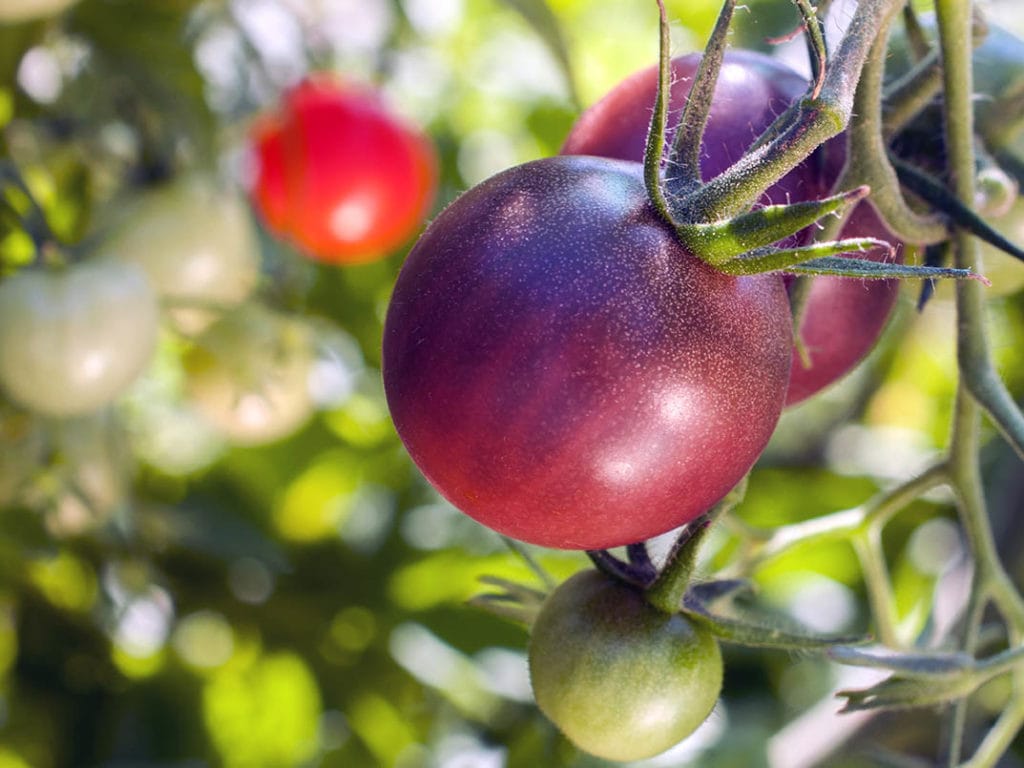 Cherokee Purple tomato plant