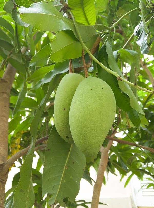 10 Types of Mango Trees 2022 Guide To Mango Cultivars Grea Vision