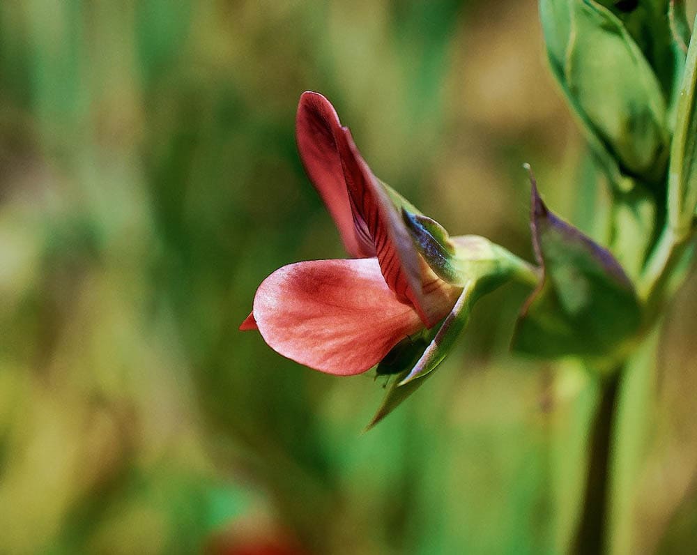 close up red sweet peas