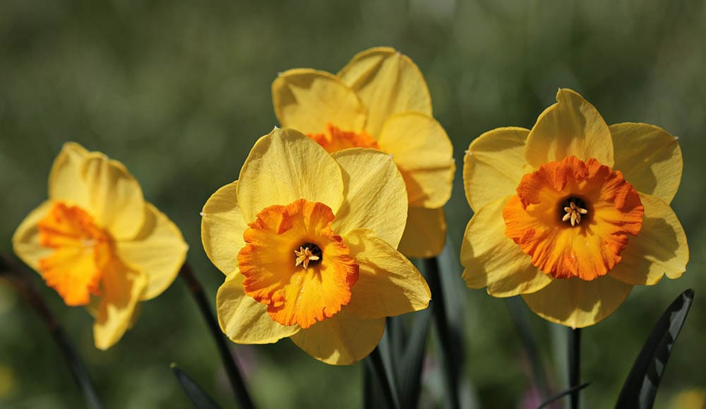 daffodils close up