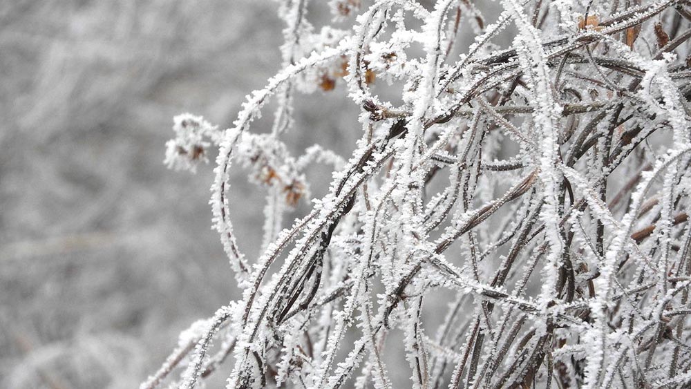 frosted weeds