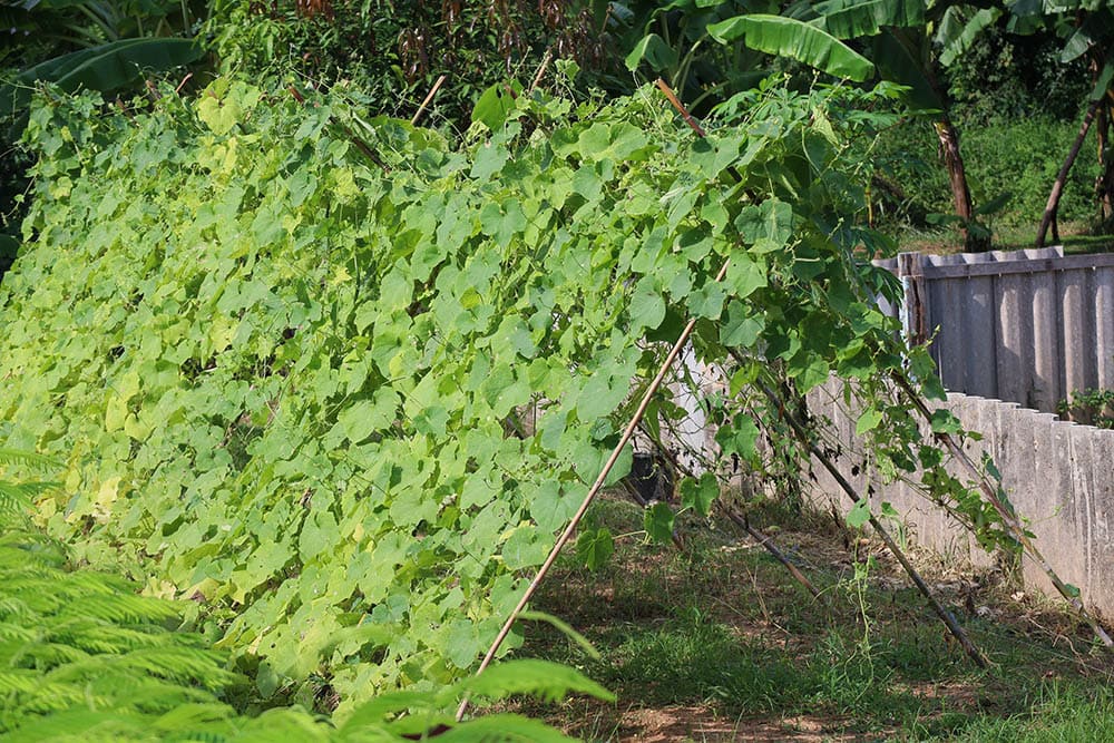 Do Zucchini Need a Trellis? How to Grow Zucchini Vertically Grea Vision