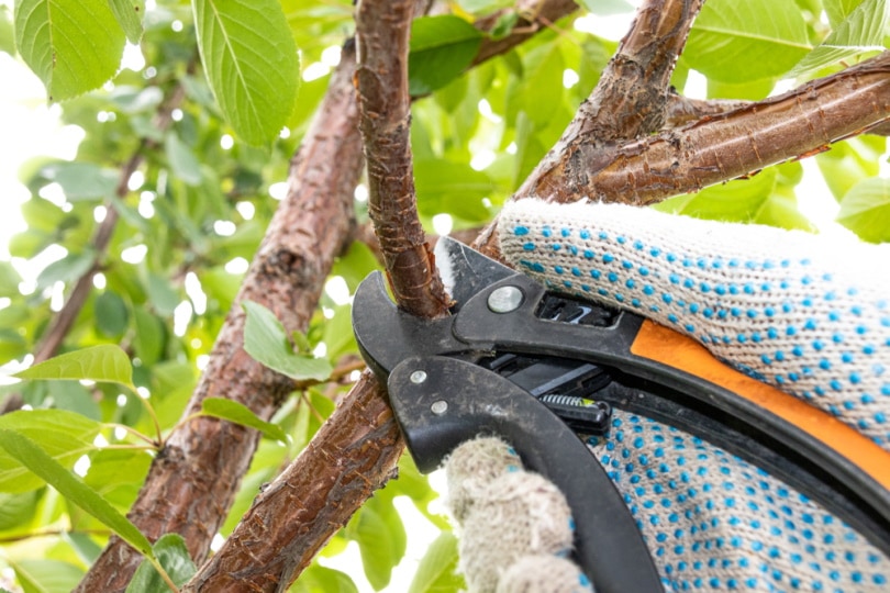 How and When to Prune Cherry Trees What You Need To Know! Grea Vision