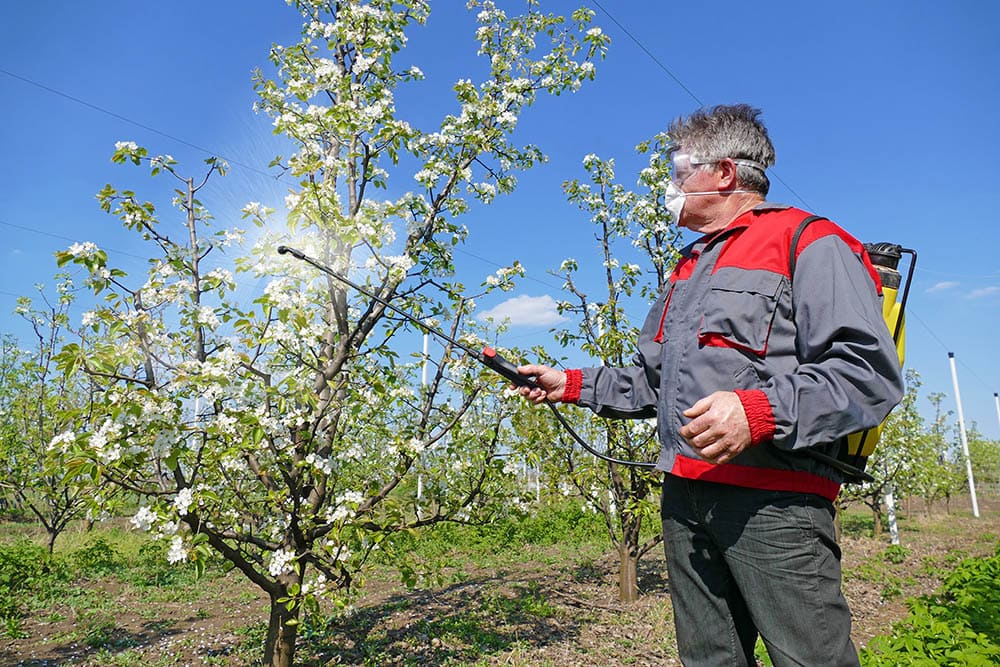 When to Spray Apple Trees What You Need To Know Grea Vision
