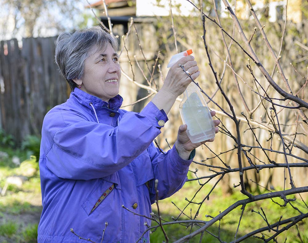 old woman spraying on her apple tree