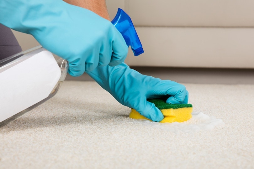 person wearing blue gloves cleaning the carpet