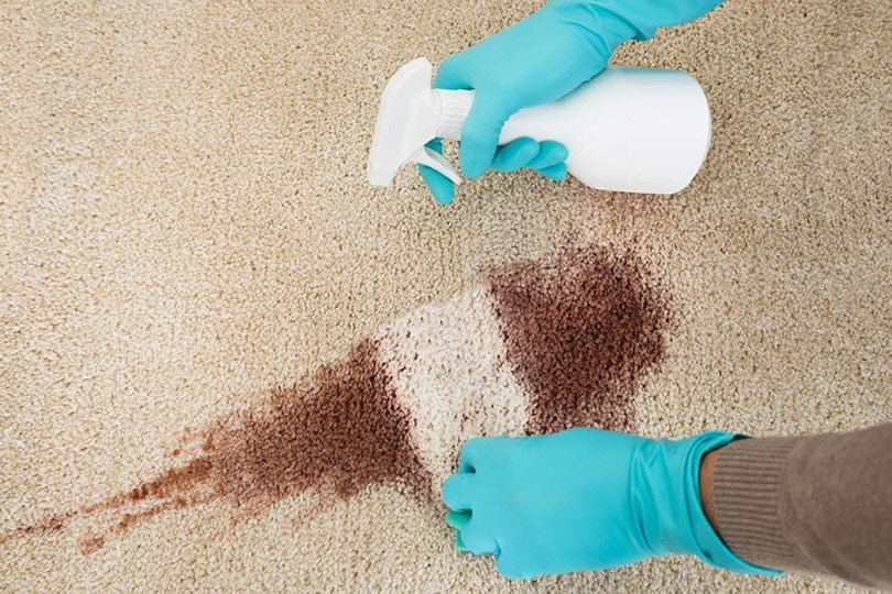 person wearing blue hand gloves cleaning the carpet
