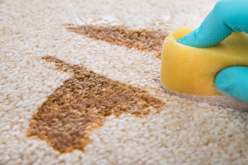 person's hand cleaning stain on carpet with sponge