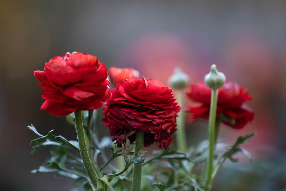 ranunculus