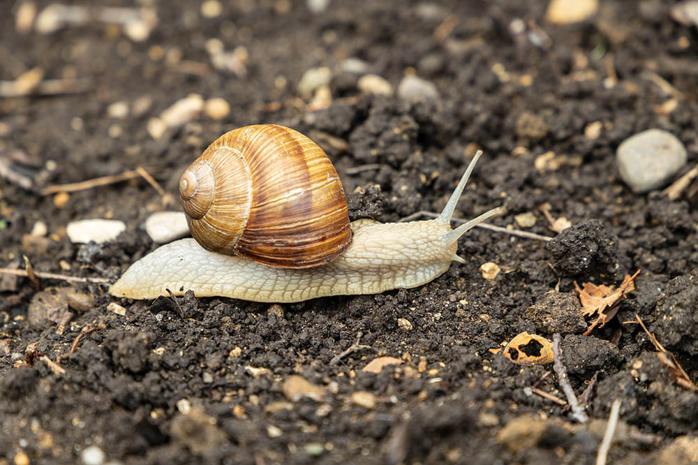 snail crawling on the soil
