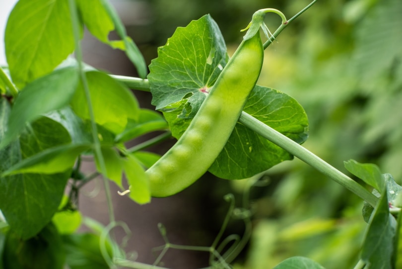 snap peas