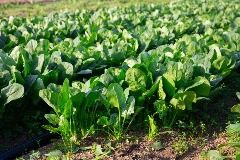 spinach on a field